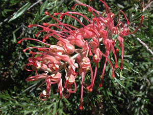 Grevillea Robyn Gordon Flower