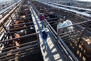 Dalby Saleyards Ariel View