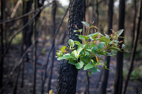 Bushfire Recovery Image