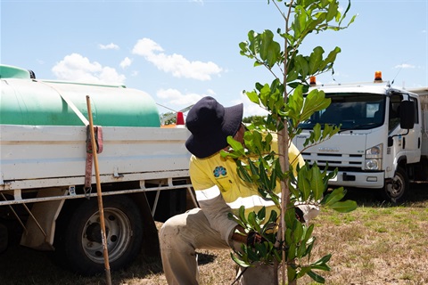 Adopt a Street Tree Planting 