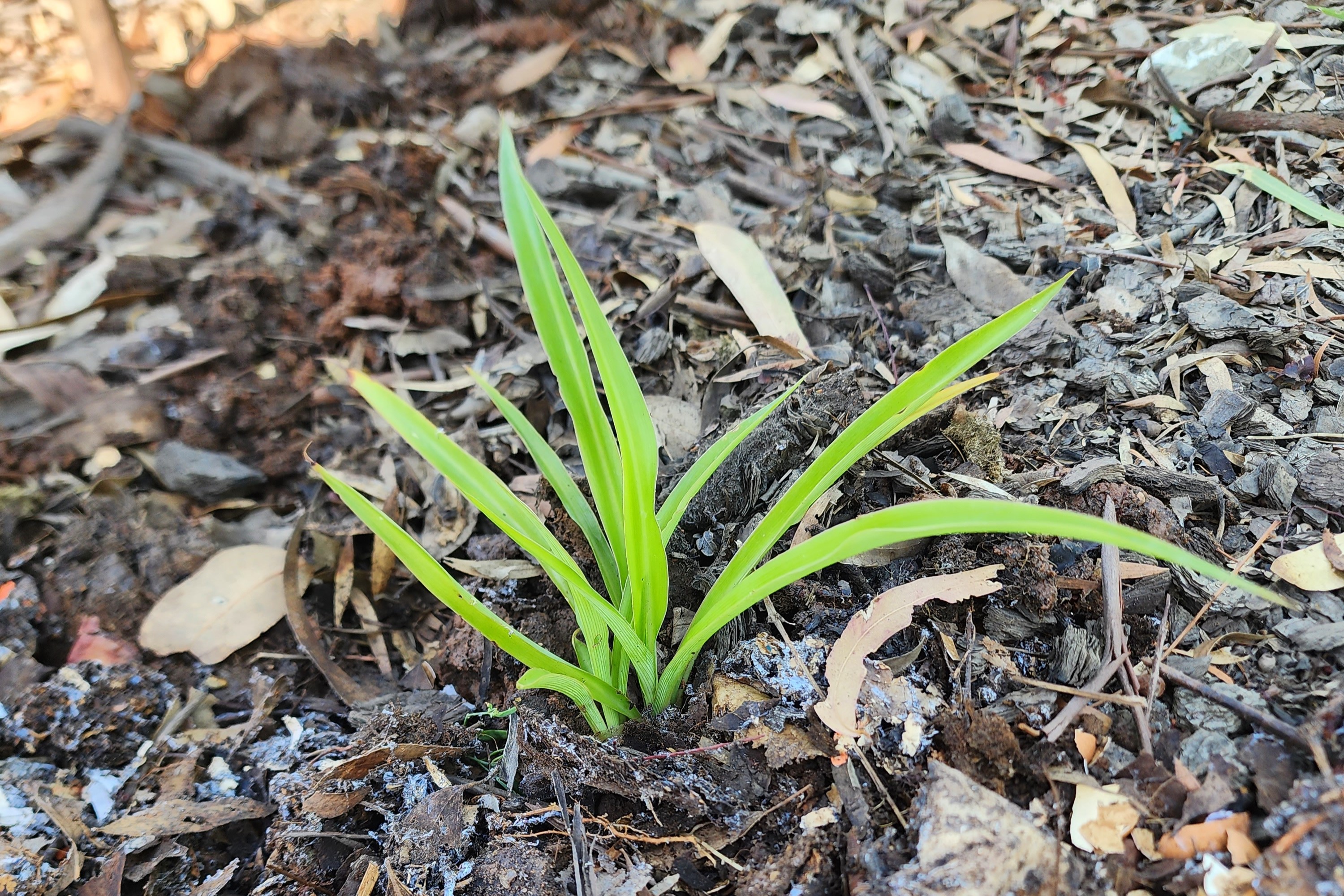 Plant in nutritious soil #2.jpg