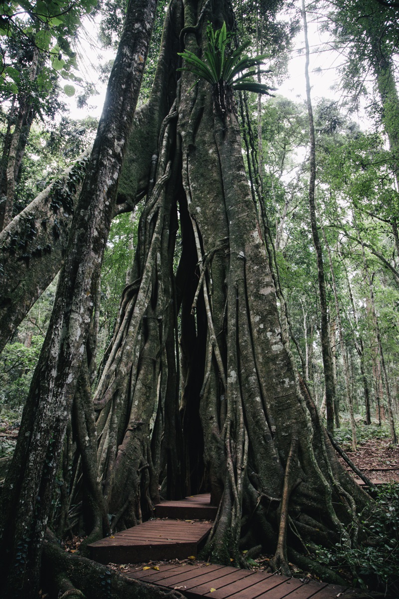 Bunya-Mountains-Krista-8150.jpg