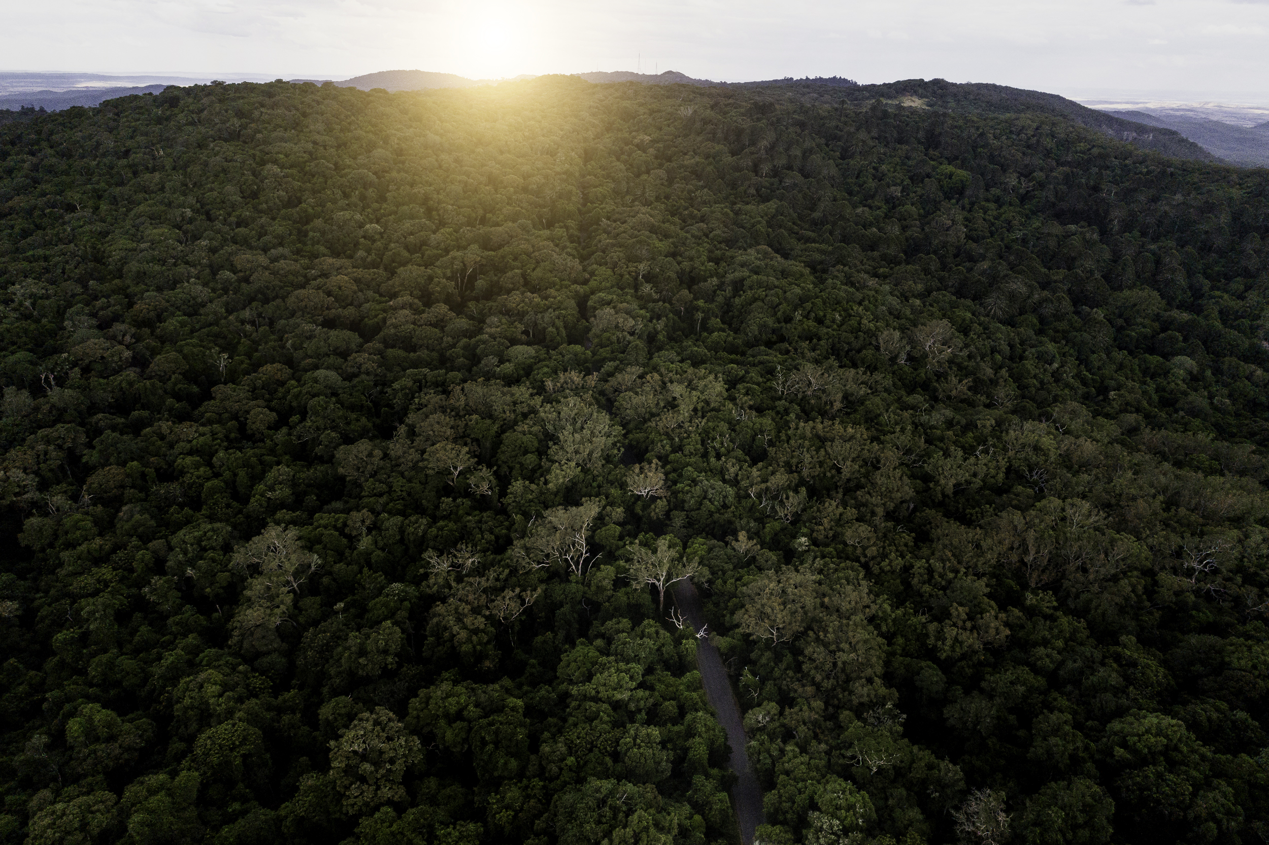 Bunya Mountains.jpg