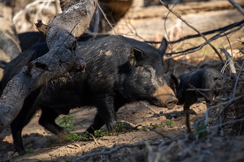Feral Pig (Sus scrofa).jpg