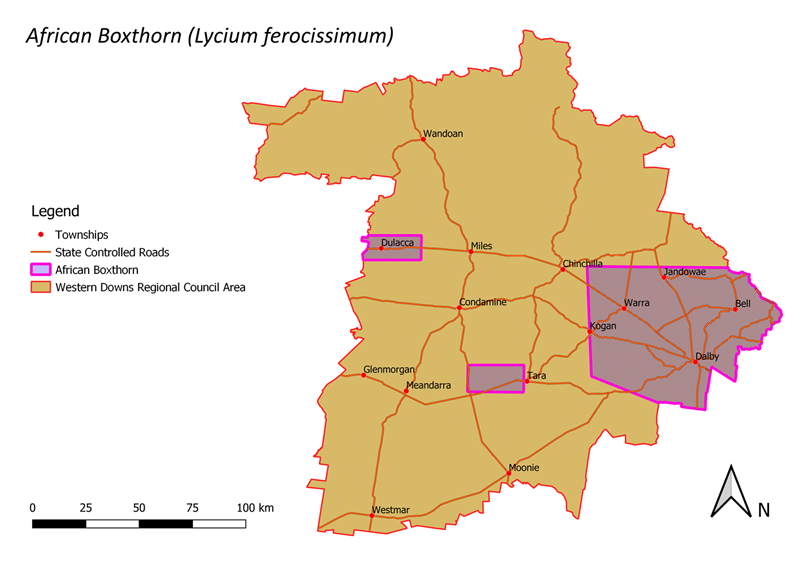 African Boxthorn - WDRC.png
