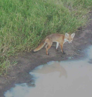 fox 6.png