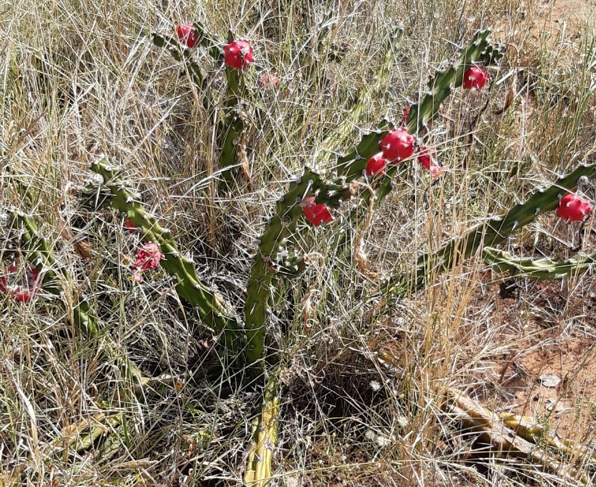 Harrisia Cactus.jpeg