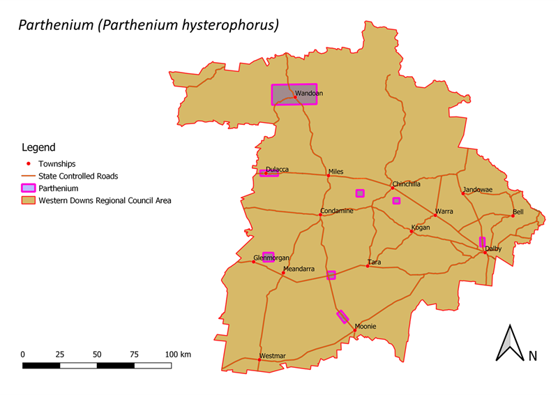 Parthenium - WDRC.png