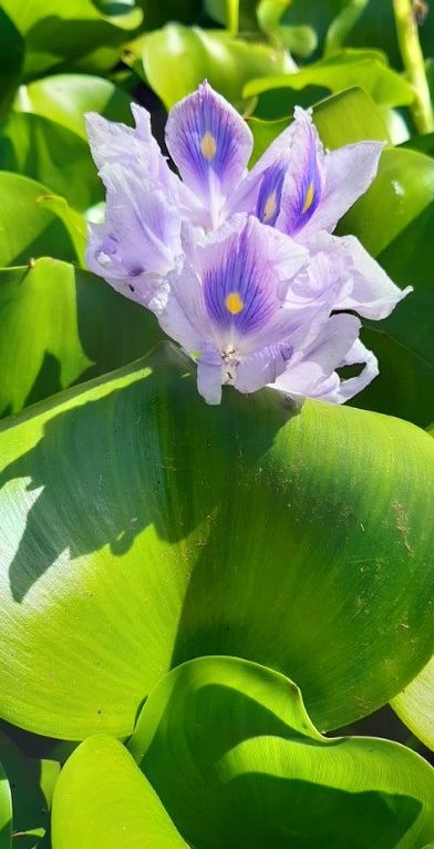 Water Hyacinth.jpg