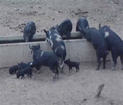 Pigs1.jpg
