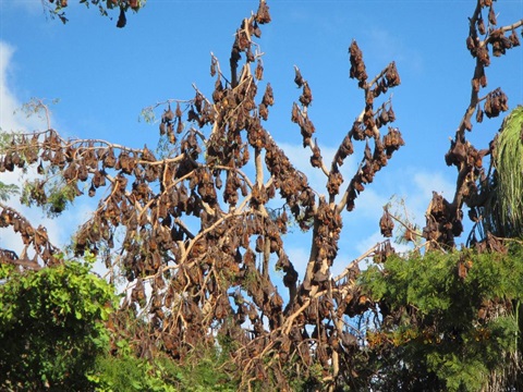 Flying Foxes .jpg