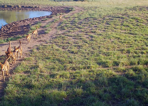 Wild Dogs on Western Downs Property