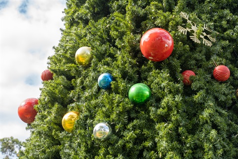 Western Downs Christmas Tree (1).jpg