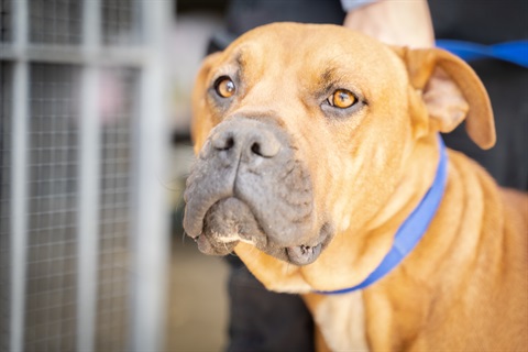 King Tan Mastiff.jpg